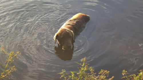 High angle view of dog swimming in lake