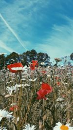 Close-up of red flowering plants during winter