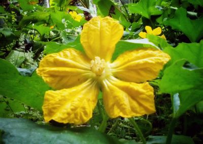 Close-up of yellow flowers blooming outdoors