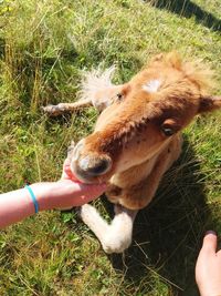 Close-up of hand holding feeding on field