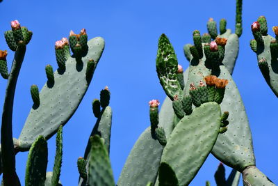 Close-up of succulent plant against blue sky