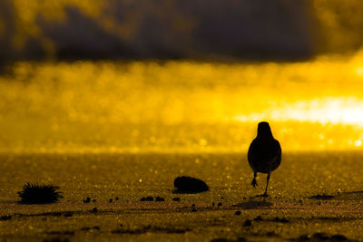 Silhouette woman standing on field