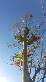 Low angle view of flower tree against sky