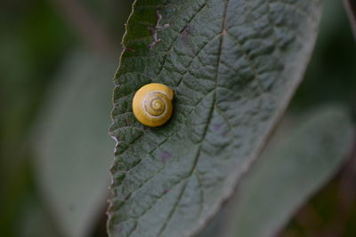 Close-up of snail on leaf