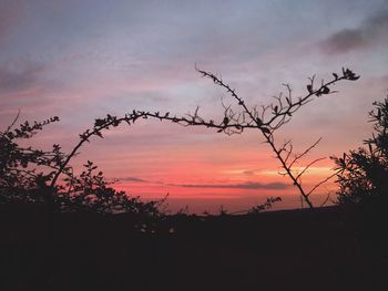 Silhouette tree against sky during sunset