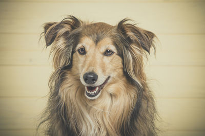 Close-up portrait of dog against wall