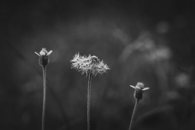 Close-up of wilted flowers on field