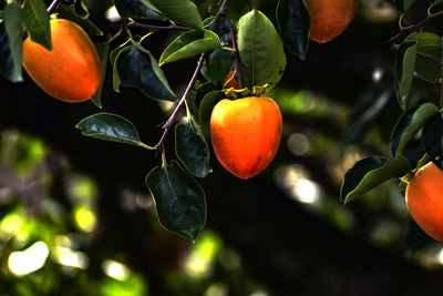 Close-up of fruits on tree
