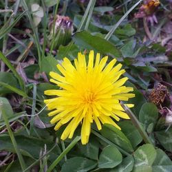 Close-up of yellow flower