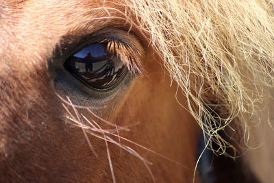 Close-up of a horse eye