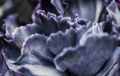 Close-up of purple flowering plant