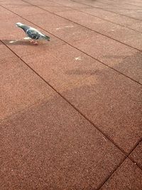 Pigeon on street