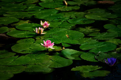 Lotus water lily in pond