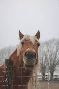 Portrait of horse against sky