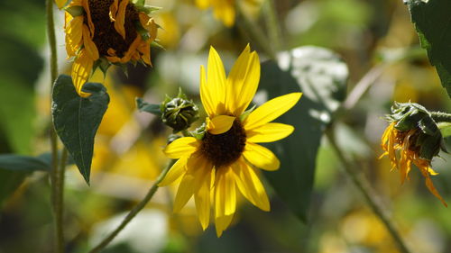 Close-up of yellow flowers blooming outdoors