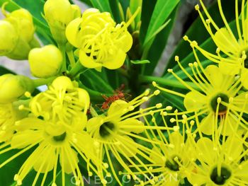 Close-up of yellow flowers