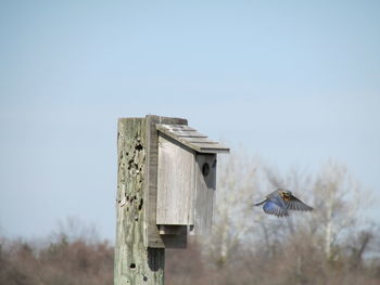 Bird flying close to wooden rustic birdhouse