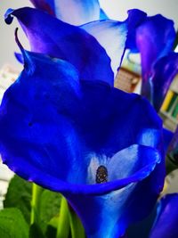 Close-up of blue flower