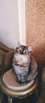 High angle portrait of cat sitting by wall