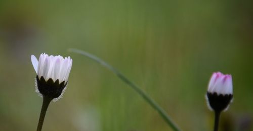 Close-up of flower blooming outdoors