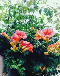 Close-up of flowers blooming outdoors