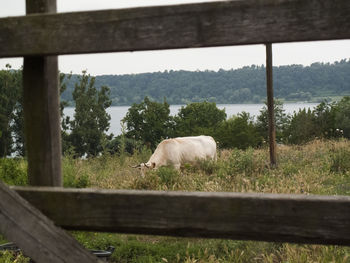 Cow grazing on field against sky