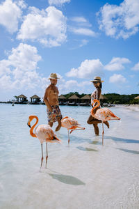 View of birds on beach