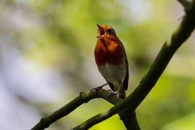 Close-up of bird perching on branch