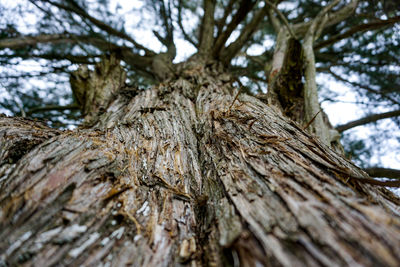 Low angle view of tree trunk