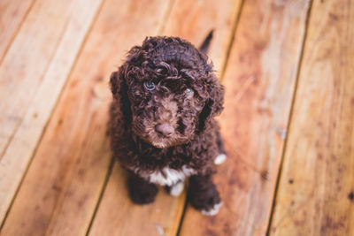 Portrait of a dog on wooden floor