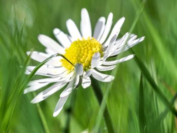 Close-up of white daisy flower