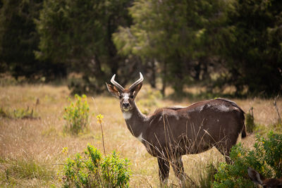 Deer standing on field