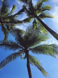 Low angle view of palm tree against blue sky