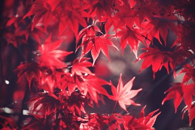 Close-up of maple leaves on tree