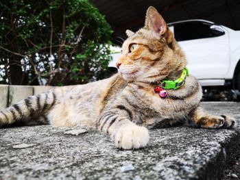 Close-up of a cat yawning