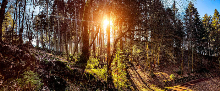 Sunlight streaming through trees in forest against bright sun