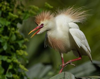 Close-up of bird perching on plant