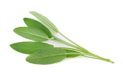 Close-up of fresh green plant against white background