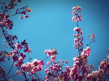 Low angle view of pink flowers against blue sky