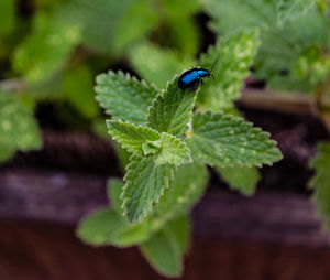 Close-up of insect on plant