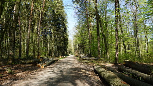 Walkway amidst trees in forest