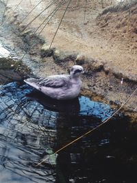 High angle view of bird perching on water