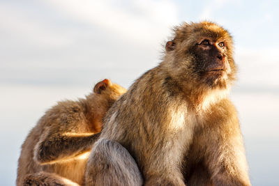 Monkeys sitting on railing against sky