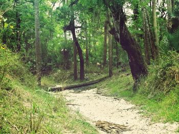 Trees in forest