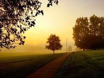 Trees on field at sunset