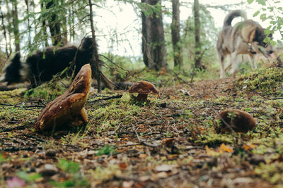 View of animals in forest