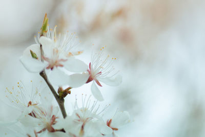 Close-up of white flower