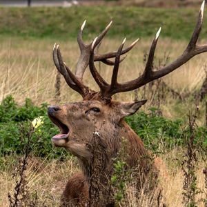 Deer in a field