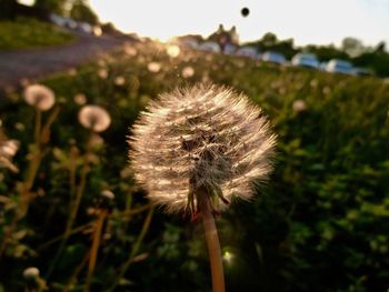 Close-up of dandelion flower