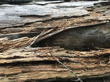 Close-up of log on shore